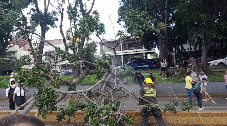 Algunos ciudadanos ayudaron a mover las ramas del ejemplar mientras que los brigadistas retiraron el árbol. ESPECIAL