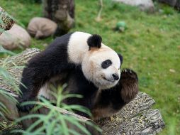Durante décadas, Pekín ha utilizado a los pandas gigantes como regalos diplomáticos para fortalecer relaciones internacionales y mejorar la imagen de China en el extranjero. Unsplash