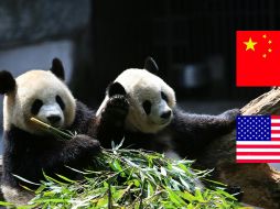 Los osos panda se consideran tesoro nacional en China. ESPECIAL/Unsplash y CANVA