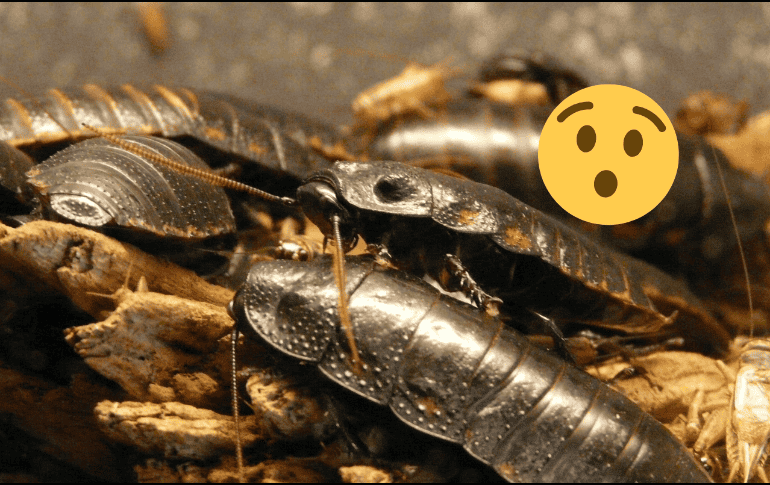 El equipo de científicos tiene planeado asegurar la salud y protección de esta cucaracha. Pixabay