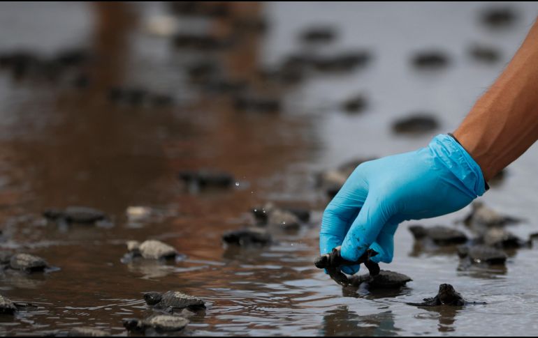 En playa del Pacífico del país buscan la conservación de esta especie. EFE/ B. Velasco