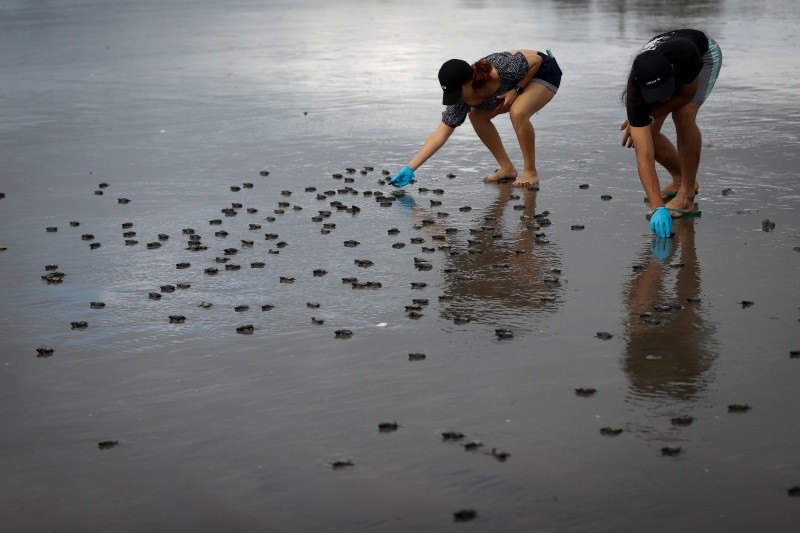 Tortugas lora extraídas de los nidos del vivero de la Fundación Tortuguías, para ser liberadas en las costas de Punta Chame. EFE / B. Velasco