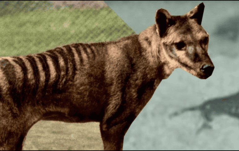 Los científicos creen que puede revivir a este animal en unos 3 o 5 años. Flickr