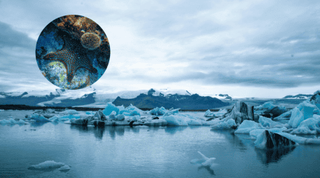 La salinidad del agua provocada por el deshielo de la Antártida, está teniendo consecuencias muy graves en el planeta. Pixabay