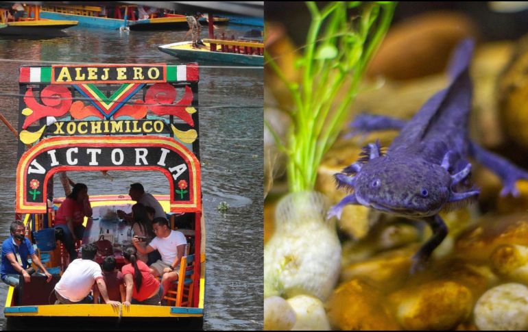 El ajolote es una especie endémica de México y mide aproximadamente 30 centímetros de longitud. ESPECIAL/SUN/Archivo y Pexels
