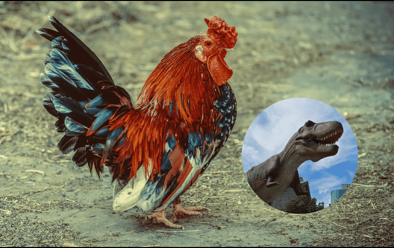 Este proyecto de ingeniería genética se llama“Dino Chicken” o “Pollosaurio” en español. Pixabay