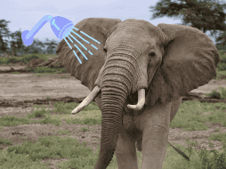 Los elefantes tienen una extraordinaria capacidad de manipulación y uso de herramientas. UNSPLASH / USURI SAFARIS