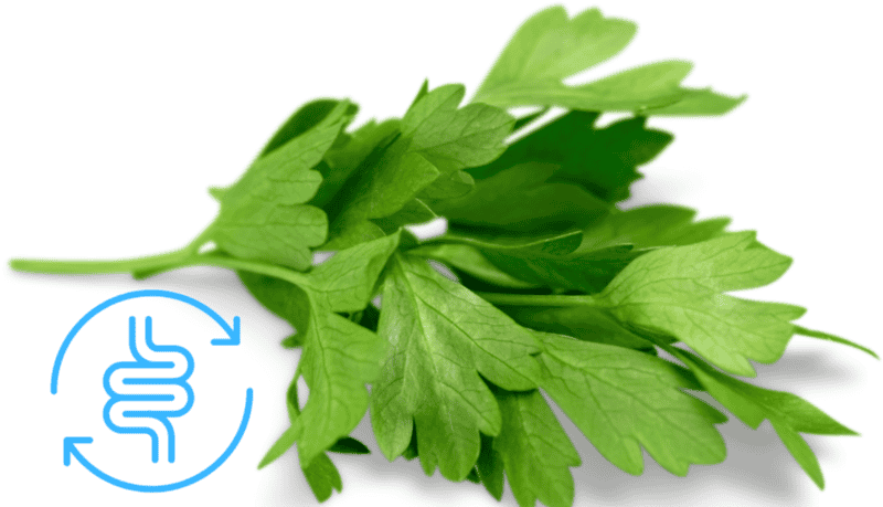 &nbsp;El cilantro es una de la hierbas más usadas en las cocinas tradicionales y con más beneficios para la salud humana. ESPECIAL/ CANVA