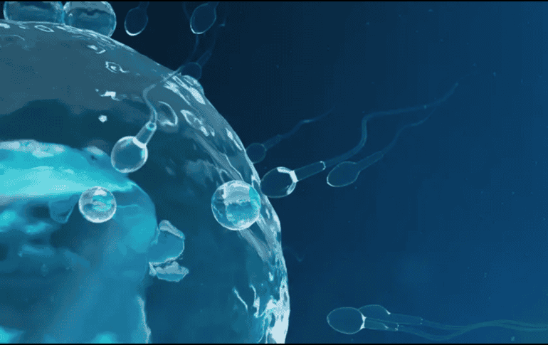 Se calcula que una de cada seis parejas sufre de infertilidad en el mundo. EFE / ARCHIVO