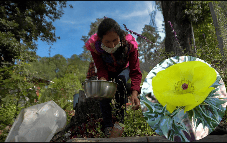El chicalote es una planta que crece de manera silvestre, por lo que a menudo se le considera maleza. EFE/ARCHIVO/ESPECIAL