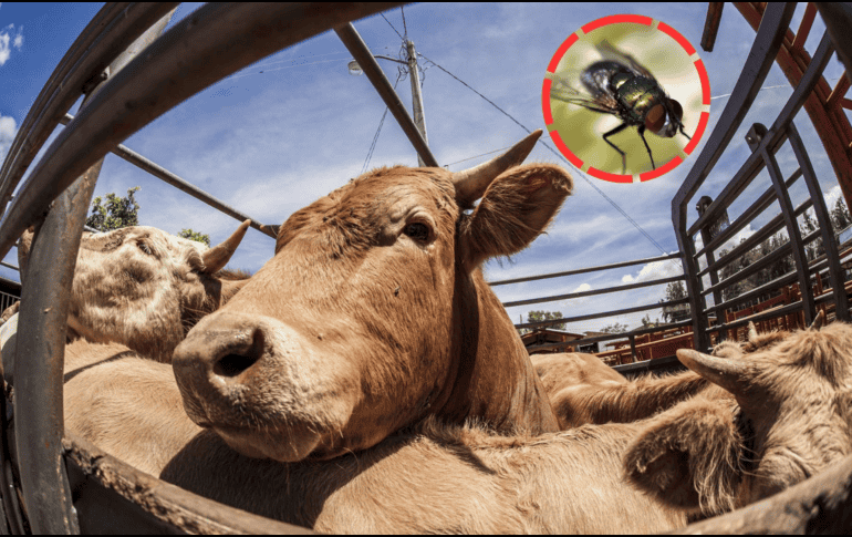 Este gusano es potencialmente letal. CANVA / EL INFORMADOR / ARCHIVO