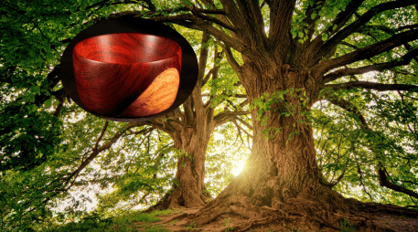 Ya ha desaparecido casi el doble de especies de plantas que de aves o mamíferos. Flickr / Pexels