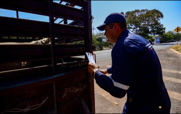 Se instalaron  Puntos de Verificación de Inspección para revisar los cargamentos de ganado. ESPECIAL