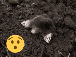 Estos animales son excavadores, conocidos por su gran habilidad para hacer túneles y caminos a través de la hojarasca, la vegetación y el suelo. Pexels