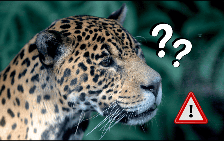 La conservación del jaguar latinoamericano podría costar millones de dólares al año, en diferentes países. EFE/ F. Bizerra