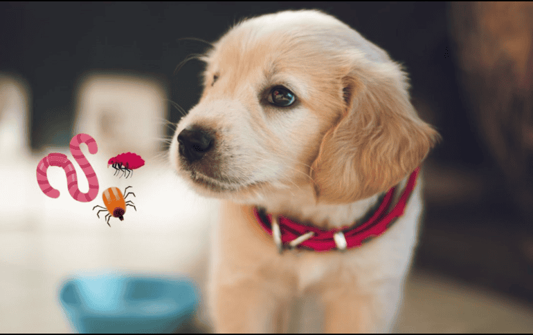 Las enfermedades que transmiten los parásitos de los animales pueden ser contagiosas para los humanos. UNSPLASH / B. GUMUSTEKIN