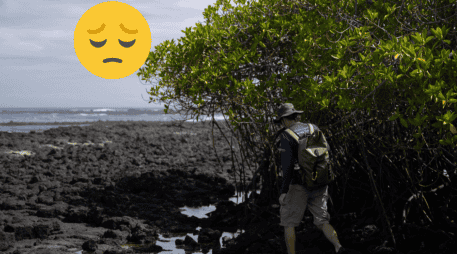 Los manglares de las Islas Galápagos, una de las reservas marinas mejor conservadas del mundo. EFE / Rashid Cruz