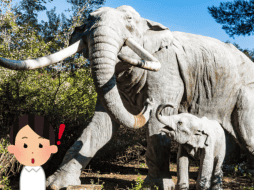 Los mastodontes desaparecieron al final del Pleistoceno. Flickr