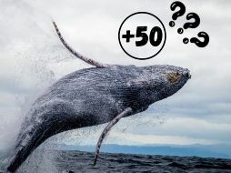 Conservar a las ballenas no solo es crucial para su supervivencia, sino también para la salud de los océanos.ESPECIAL/Pexels y Canva