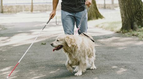 Usuarios de redes sociales exigen que se respete el derecho de las personas con discapacidad a acceder a lugares públicos junto a sus perros guía. PEXELS/Gustavo Fring