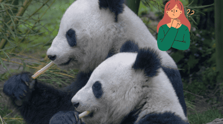Los préstamos de pandas cada vez son menos habituales debido a sus tensiones diplomáticas. Pixabay
