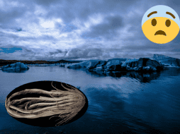 Este animal parece haber evolucionado de una forma diferente al resto. Pexels / Instituto Scripps de Oceanografía de la Universidad de California