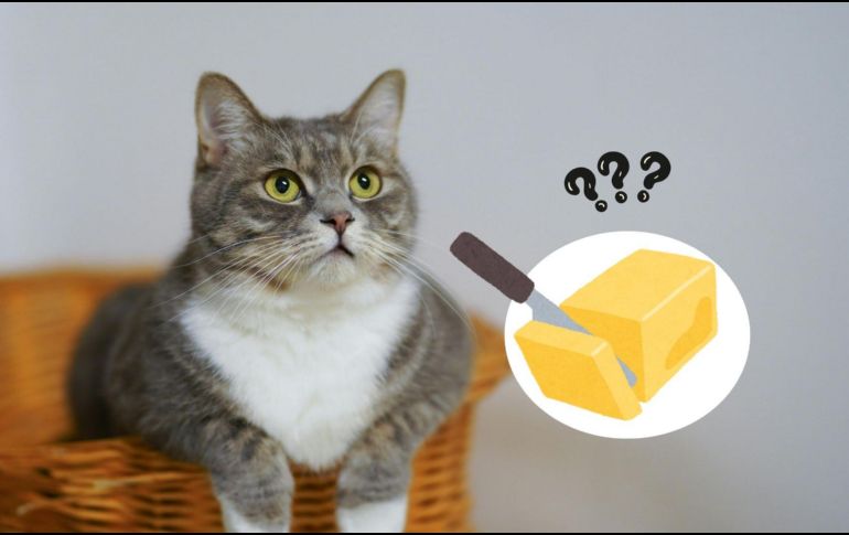 Para mantener a los gatos saludables, es mejor evitar darles mantequilla y optar por una dieta adecuada que promueva su bienestar general.ESPECIAL/Pexels y Canva