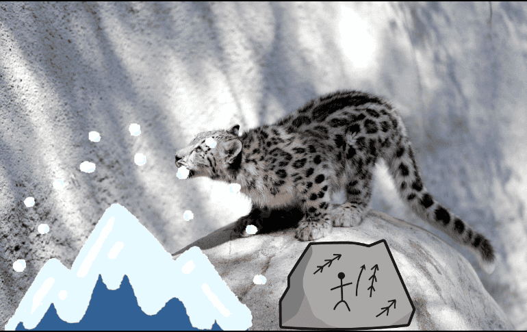 Los leopardos de las nieves viven en gran altura, a más de 2 mil metros, principalmente en el Himalaya, y están en peligro de extinción, ya que solo quedan unos 4 mil ejemplares. EFE/Mike Nelson/ ESPECIAL/ CANVA