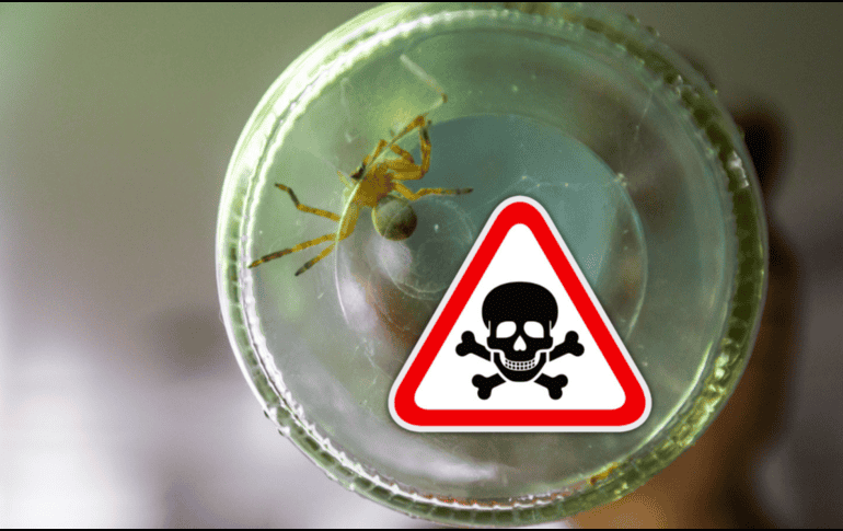 El nombre de violinista lo adquiere de la forma que tiene en la parte de la frente de su cuerpo que simula precisamente este instrumento musical. EL INFORMADOR / ARCHIVO