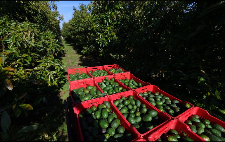Cajas con aguacates en una huerta en el municipio de San Gabriel, Jalisco. EFE / F. Guasco