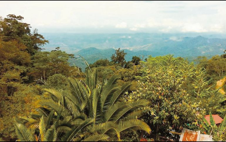 Pluma Hidalgo. Paisaje de esta zona ubicada en la Sierra Madre del Sur de Oaxaca. ESPECIAL