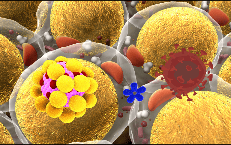 En esta nueva investigación, usaron edición genética CRISPR para convertir células adiposas blancas normales en células adiposas beige, que consumen vorazmente calorías para generar calor. ESPECIAL/ CANVA