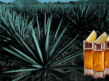 Actualmente el tequila tiene presencia en más de 120 países. EL INFORMADOR / ARCHIVO