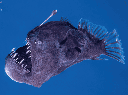 Lo que habita en las profundidades del mar, rara vez sobrevive a la superficie. EFE / Marc Martín