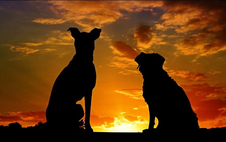 Adoptar un perro es una de las decisiones más importantes para cualquier amante de los animales, pero elegir la raza adecuada puede convertirse en un verdadero desafío. Pixabay