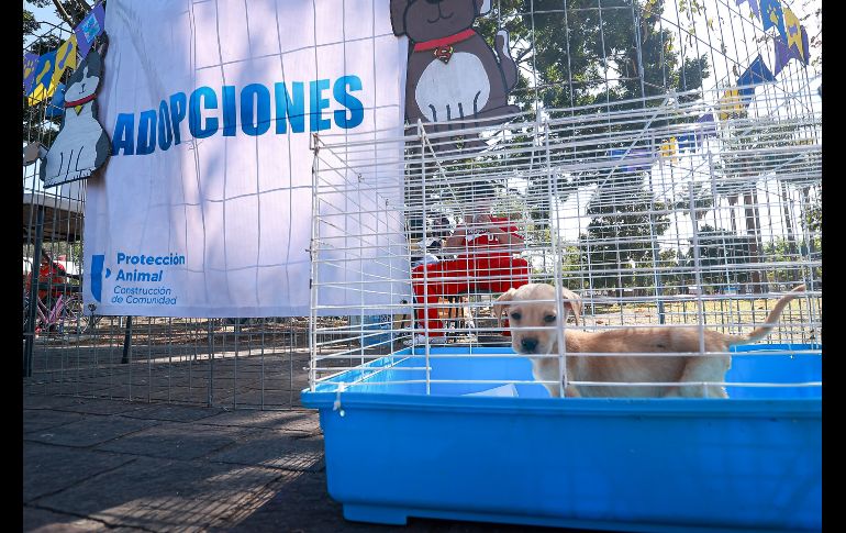 A partir de hoy, todos los domingos de este año se habilitarán puestos de vacunación y atención de mascotas; conciertos al aire libre; clases de batucada; activaciones físicas; asesorías nutricionales, entre otras actividades. EL INFORMADOR / H. Figueroa