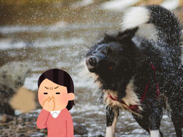 La presencia de olor a perro mojado obedece a la capa de grasa que las mascotas tienen en su lomo. UNSPLASH / T. LAKOTA