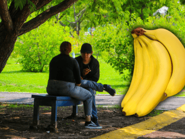 A pesar de no estar demostrado de forma científica que el consumo de plátano reduzca los calambres, sus ingredientes como potasio, agua e hidratos de carbono en forma de glucosa favorecen a las personas que realizan ejercicio. EL INFORMADOR / ARCHIVO