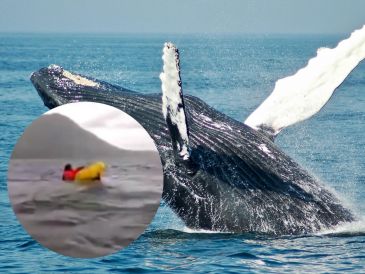 Aunque en un principio creyó que el enorme mamífero marino lo había devorado, lo cierto es que las ballenas jorobadas no pueden ingerir presas grandes debido a su pequeño esófago. UNSPLASH/Todd Cravens X/@porquetendencia