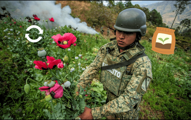 Realizan operativo de destrucción de cultivos de amapola en el municipio San Miguel Totolapan, Guerrero. EFE / D. Guzmán