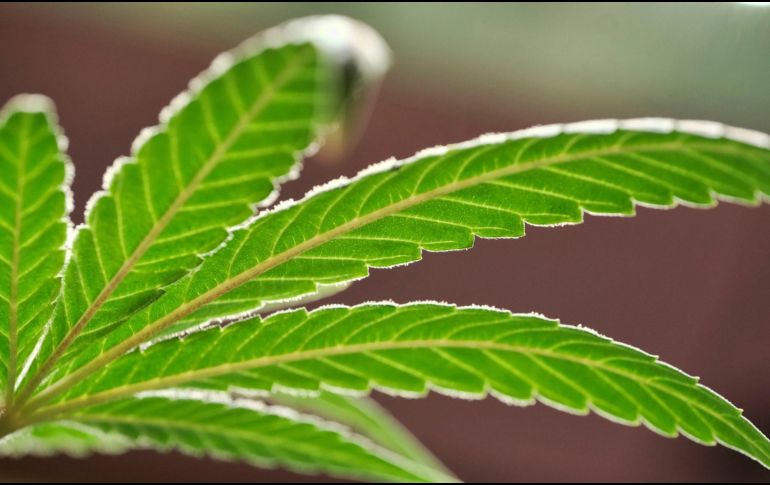 El THC es el responsable de los efectos psicoactivos del cannabis. AP / ARCHIVO