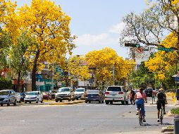 Conocido como guayacán o primavera, el Handroanthus chrysanthus o Tabebuia chrysantha es un árbol espectacular. EL INFORMADOR / ARCHIVO