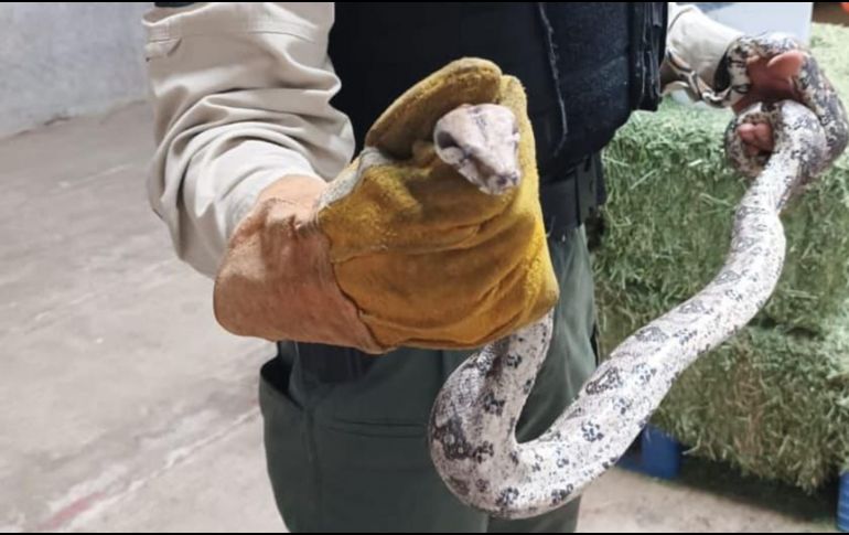 Los oficiales realizaban un recorrido de vigilancia en el cruce de las calles General Pedro María Anaya y Basilio Badillo, en donde vieron a la serpiente. CORTESÍA / Policía de Guadalajara