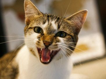 Los gatos han desarrollado un lenguaje complejo que combina el uso de sonidos, olores y lenguaje corporal. UNSPLASH / M. SOARES