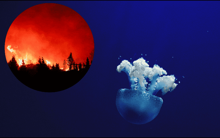 El río atmosférico y los aludes de tierra que azotaron la región de Los Ángeles la semana pasada agravaron algunos de esos temores. EFE / ARCHIVO / UNSPLASH  / E. McCart