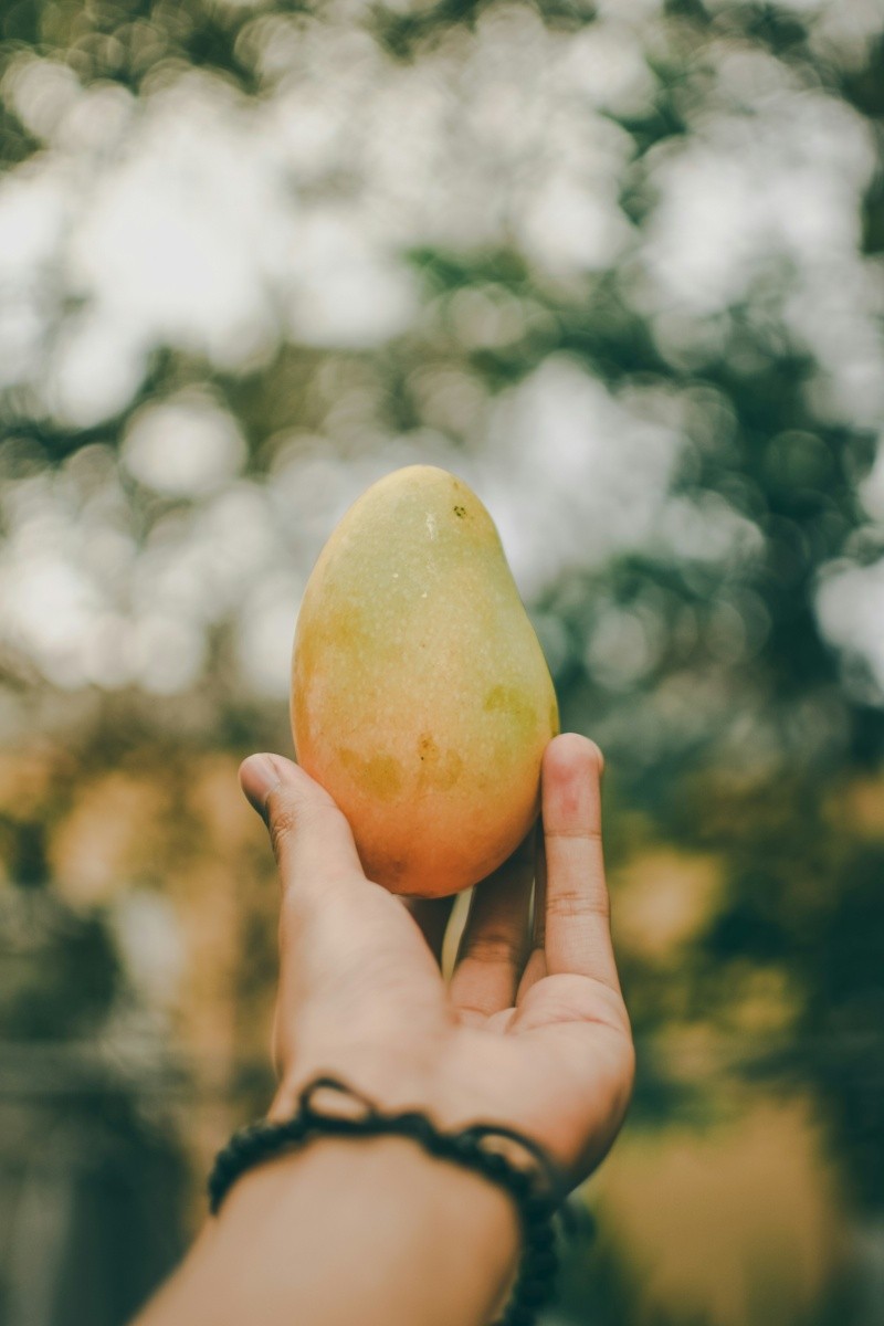 Debido a sus propiedades antioxidantes y antiinflamatorias, el té de hojas de mango protege las células sanas. UNSPLASH/  A. Evans