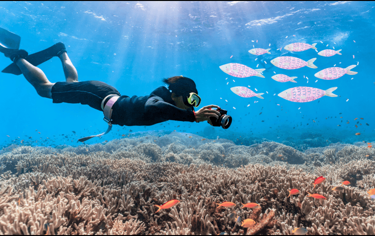 Los investigadores piensan que muchas especies de peces y otros seres vivos pueden identificar a las personas. ESPECIAL