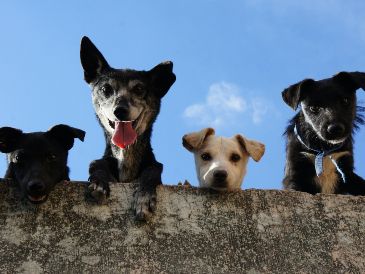 Las mascotas contribuyen en nuestra salud física y emocional. Pexels