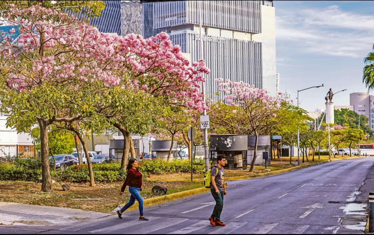 Los árboles “Rosa morada” y “Lluvia de oro” se remarcan en las principales avenidas de la ciudad, como López Mateos, Américas y La Paz. EL INFORMADOR/ A. Navarro