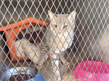 El objetivo de este Registro es generar políticas públicas en favor de animales de compañía. SUN / ARCHIVO